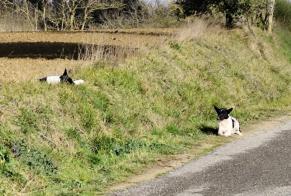 Fundmeldung Hund rassenmischung Männliche , 3 Jahre Villasavary Frankreich