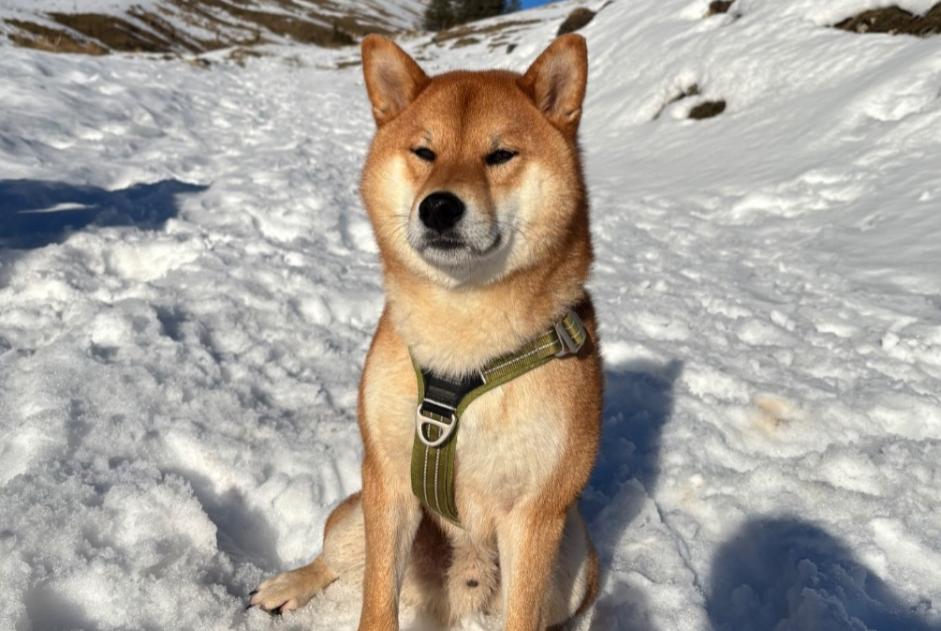 Vermisstmeldung Hund  Männliche , 4 jahre Bonnevaux Frankreich