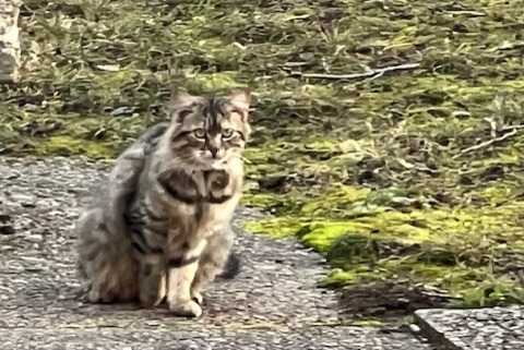 Fundmeldung Katze Unbekannt , 2 Jahre Genève Schweiz