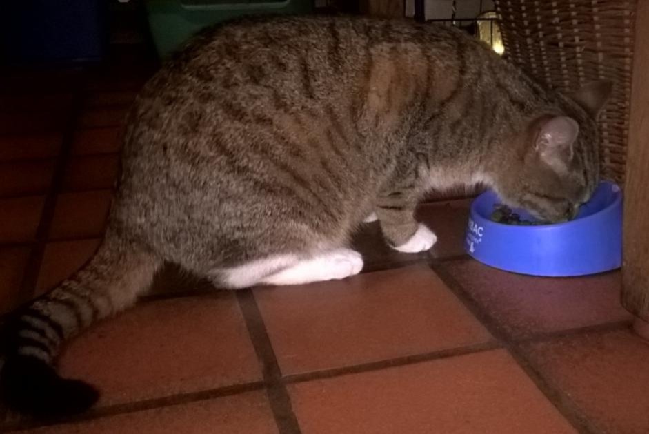 Vermisstmeldung Katze  Weiblich , 9 jahre Steenwerck Frankreich