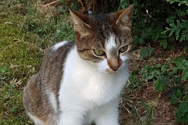 Vermisstmeldung Katze Weiblich , 12 jahre Saint-Genis-Laval Frankreich