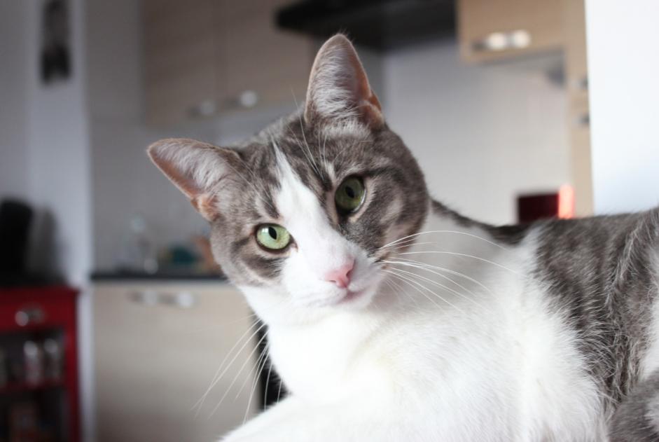 Vermisstmeldung Katze Männliche , 9 jahre Hanvec Frankreich