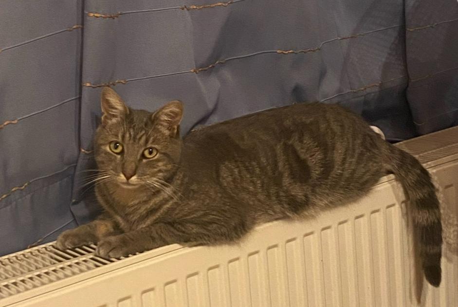 Vermisstmeldung Katze Männliche , 4 jahre Binche Belgien