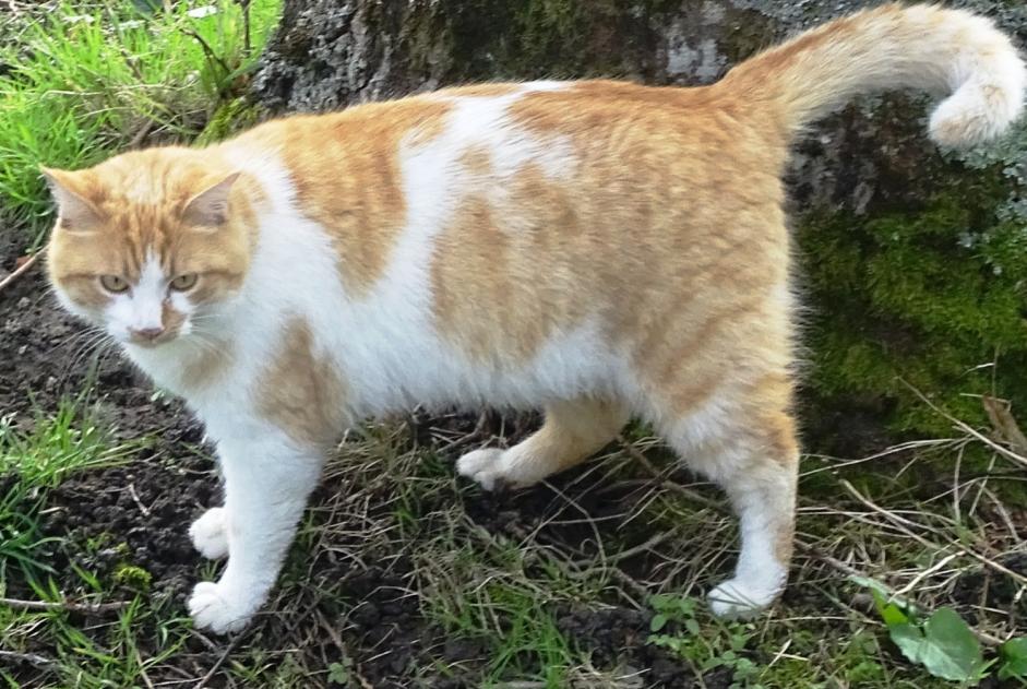 Vermisstmeldung Katze  Männliche , 5 jahre Saint-Priest-la-Marche Frankreich