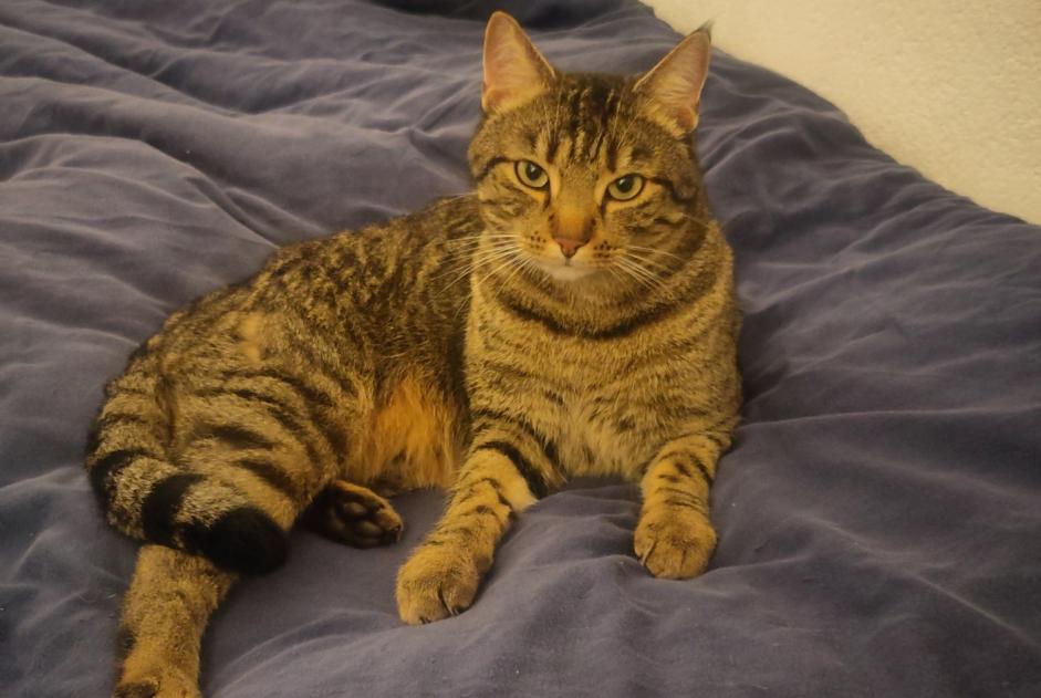 Vermisstmeldung Katze Männliche , 5 jahre Fribourg Schweiz