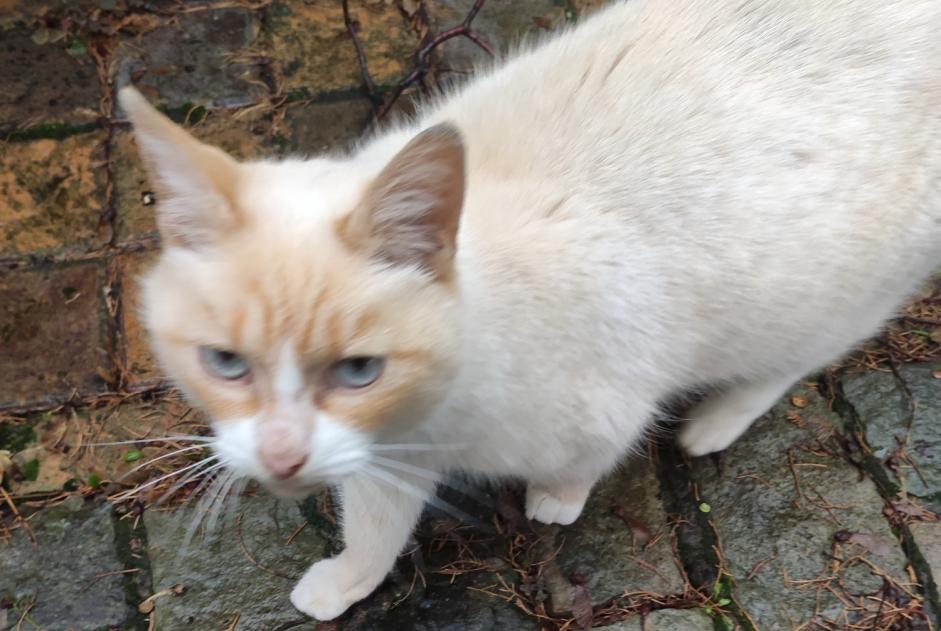 Discovery alert Cat Female La Louvière Belgium