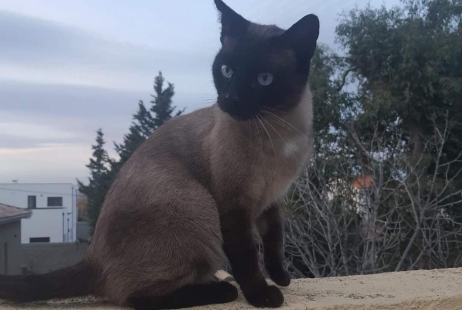 Disappearance alert Cat  Male , 6 years Perpignan France