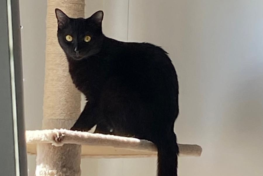 Disappearance alert Cat Female , 2 years Cheseaux-sur-Lausanne Switzerland