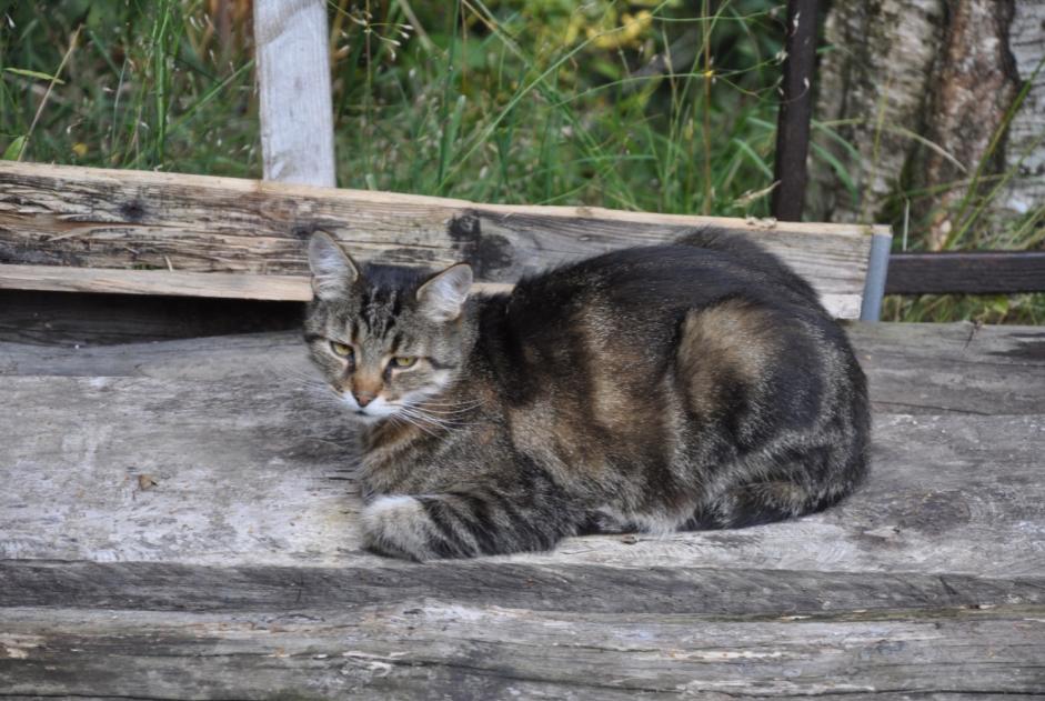 Disappearance alert Cat Male , 13 years Blonay - Saint-Légier Switzerland