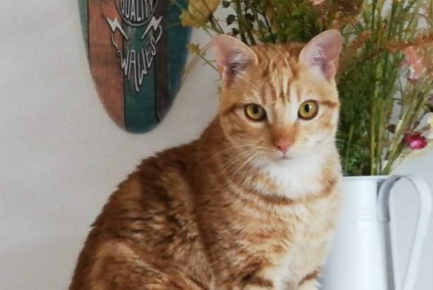 Disappearance alert Cat  Male , 3 years Cruzilles-lès-Mépillat France