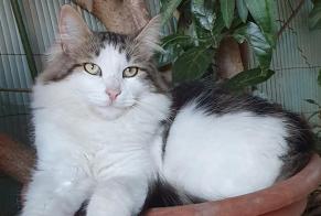 Disappearance alert Cat Male , 3 years Mouriès France