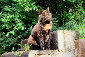 Disappearance alert Cat Female , 15 years Veyrier Switzerland