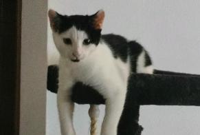 Disappearance alert Cat Male , 1 years Treycovagnes Switzerland