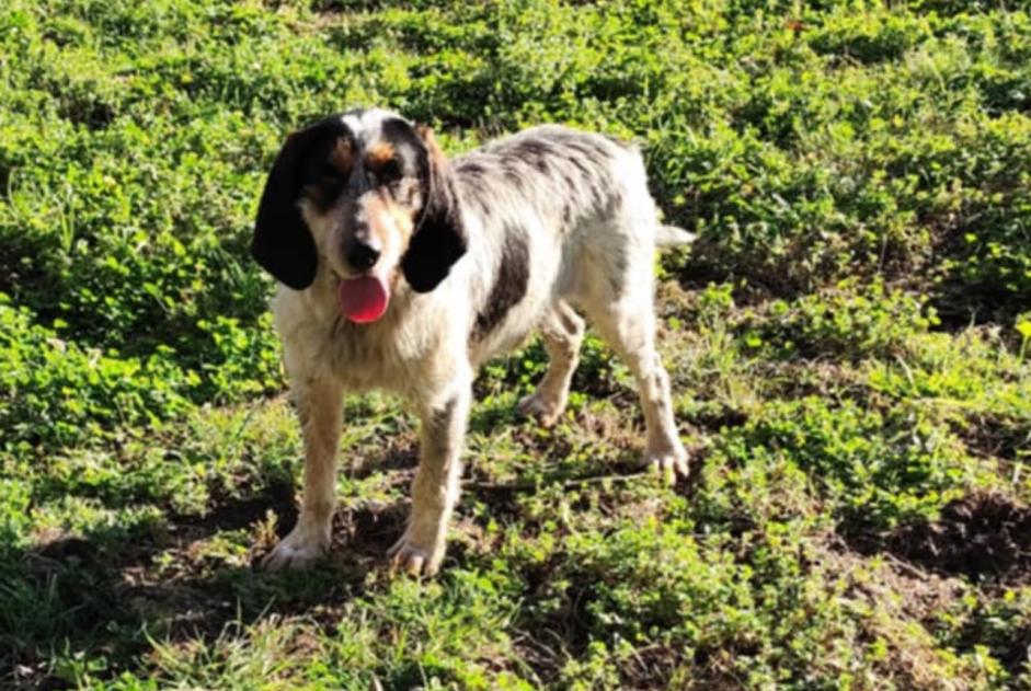 Discovery alert Dog Male Poudenas France