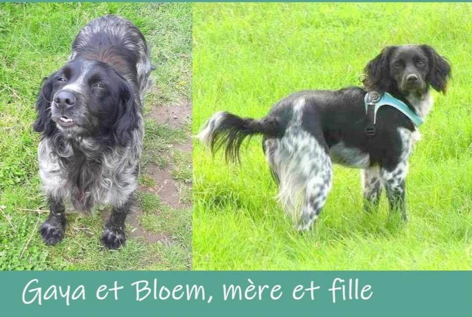 Disappearance alert Dog  Female , 6 years Comines-Warneton Belgium