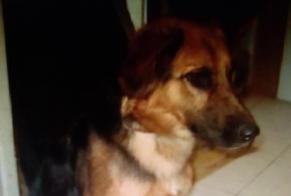 Disappearance alert Dog miscegenation Female , 7 years Sorgues France