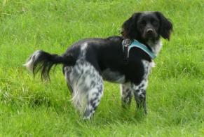 Disappearance alert Dog  Female , 3 years Comines-Warneton Belgium