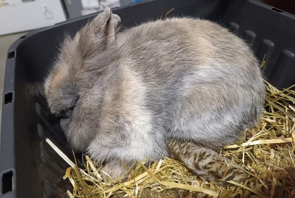 Alerta de Hallazgo Conejo Desconocido Saint-Julien-des-Landes Francia