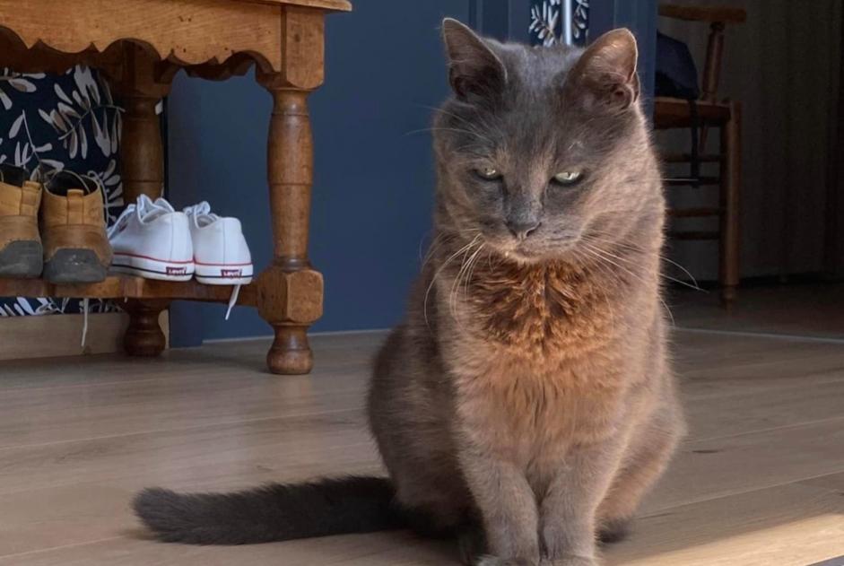 Alerta de Desaparición Gato cruce Macho , 12 años Quévy Bélgica