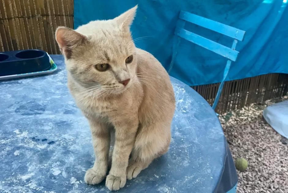 Alerta de Desaparición Gato cruce Macho , 2 años Le Cannet-des-Maures Francia