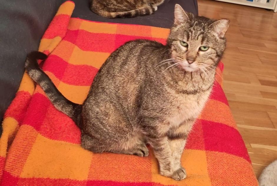 Alerta de Desaparición Gato Hembra , 10 años Villars-sur-Glâne Suiza