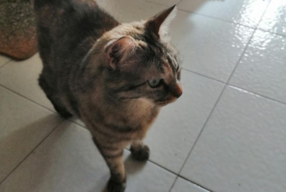 Alerta de Desaparición Gato  Hembra , 10 años Grenoble Francia