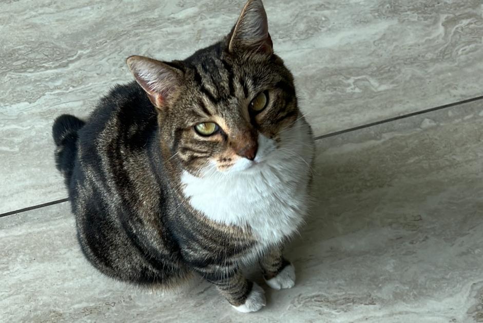 Alerta de Desaparición Gato Macho , 8 años Cesseville Francia