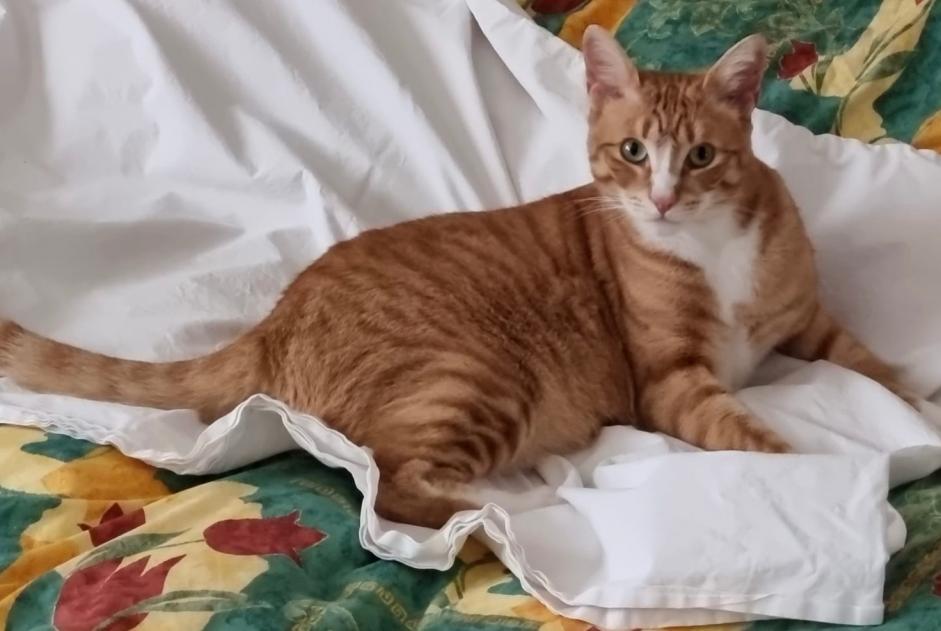 Alerta de Desaparición Gato Macho , 4 años Nendaz Suiza