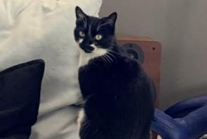 Alerta de Desaparición Gato Hembra , 8 años Santa-Reparata-di-Balagna Francia