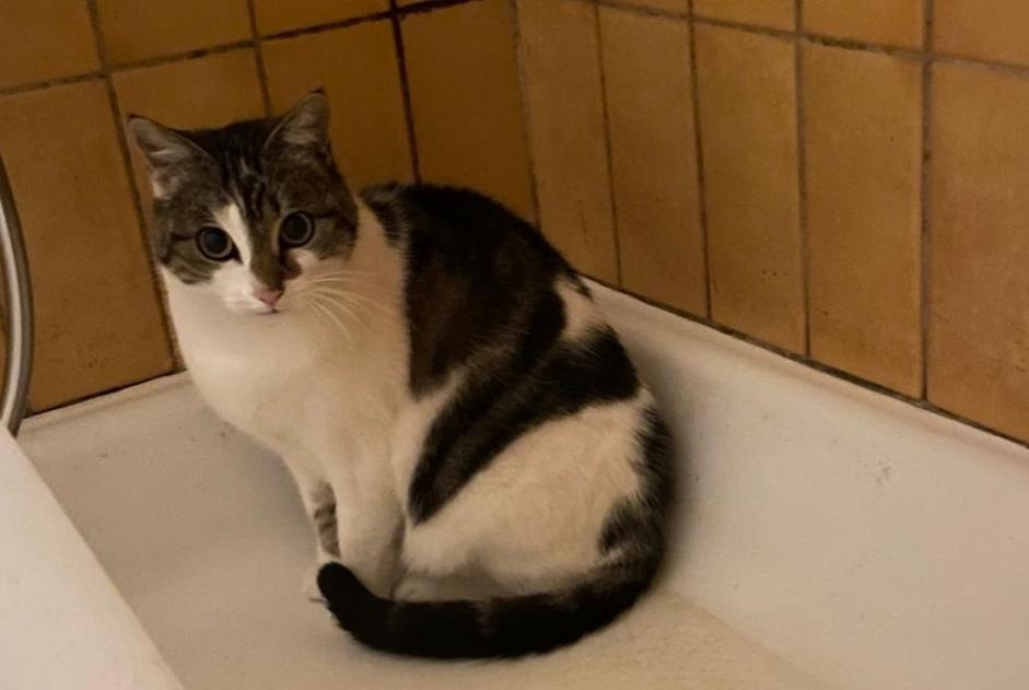 Alerta de Desaparición Gato Hembra , 6 años Vuiteboeuf Suiza