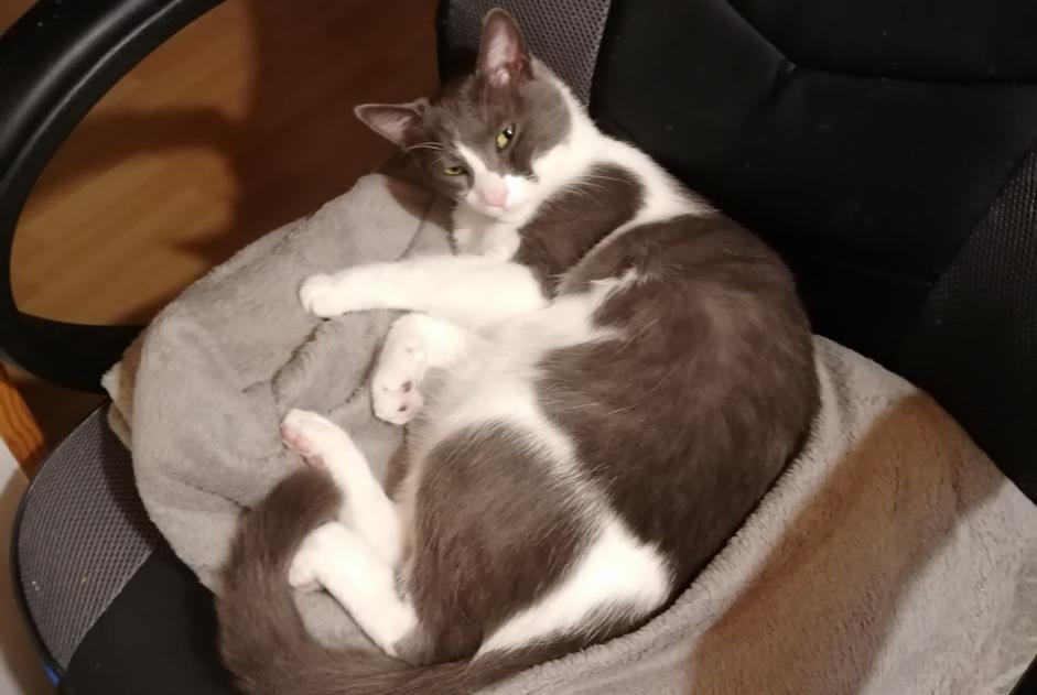 Alerta de Desaparición Gato  Macho , 6 años Villars-Colmars Francia