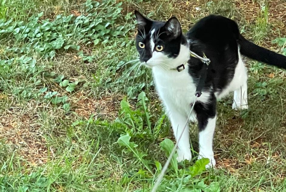 Alerta de Desaparición Gato cruce Hembra , 2 años Loano Italia