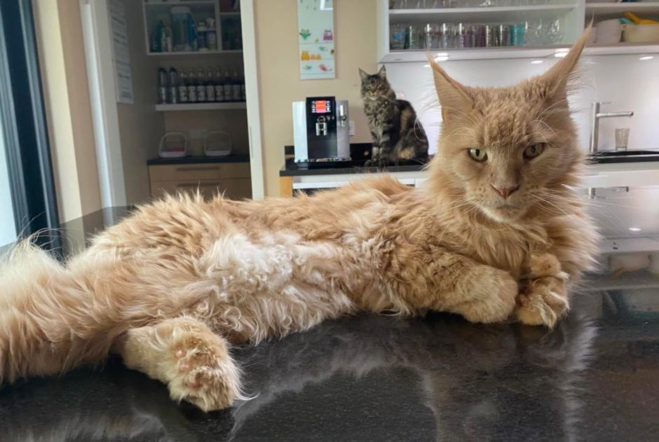 Alerta de Desaparición Gato  Macho , 8 años Kehlen Luxemburgo