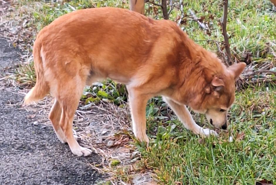 Alerta de Hallazgo Perro Macho Hauterive Suiza