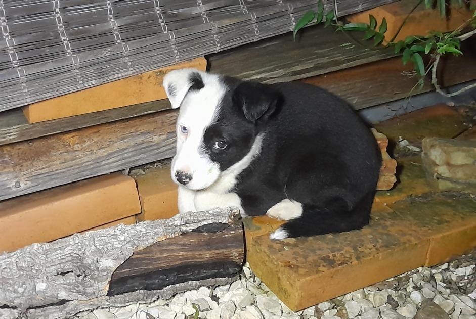 Alerta de Hallazgo Perro cruce Macho São Marcos da Serra Portugal