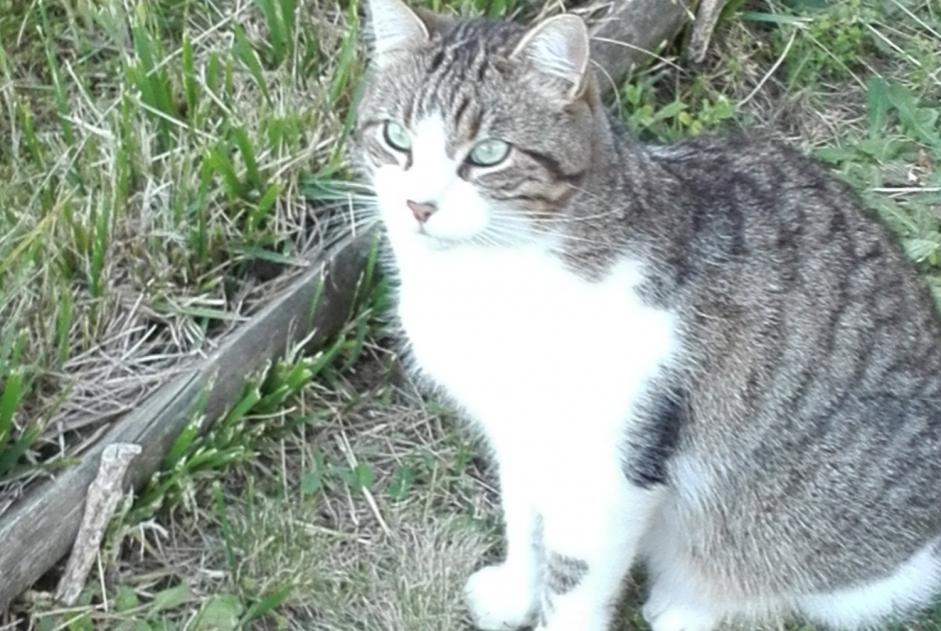 Alerte Disparition Chat  Mâle , 9 ans Vertou France