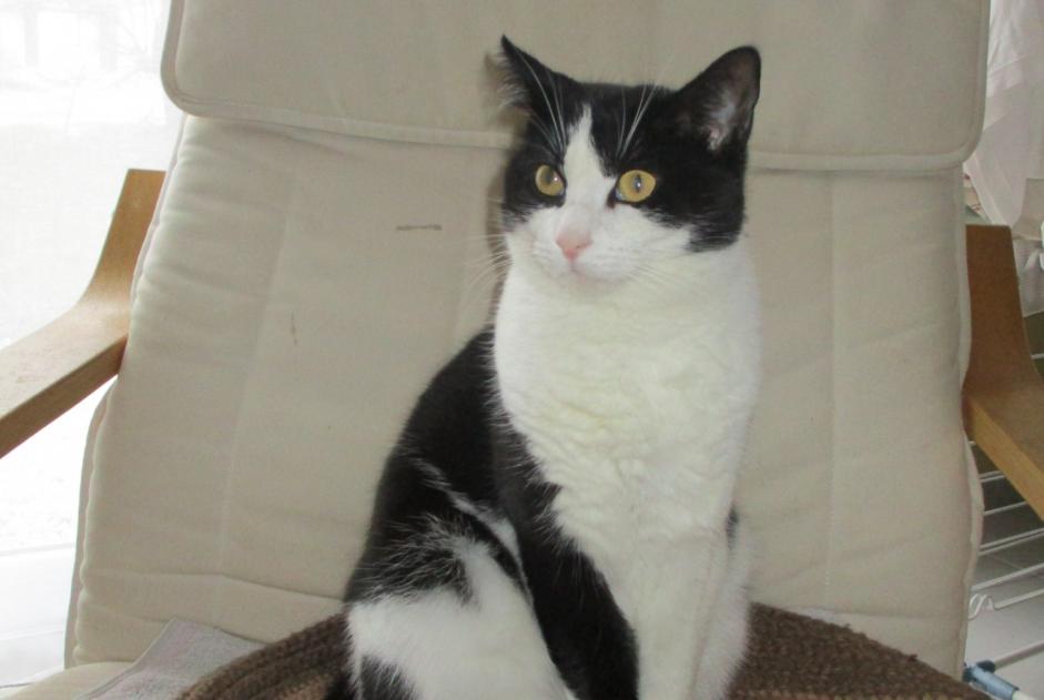 Alerte Disparition Chat  Mâle , 8 ans La Chapelle France