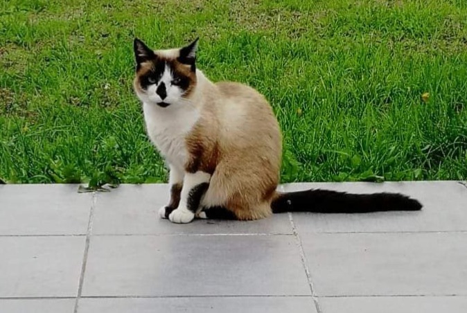 Alerte Disparition Chat croisement Femelle , 8 ans Damgan France