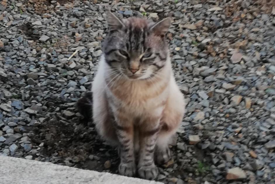 Alerte Disparition Chat  Mâle , 5 ans Lanvollon France