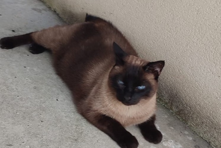 Alerte Disparition Chat  Femelle , 11 ans Saint-Paul-lès-Dax France