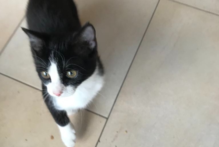 Alerte Disparition Chat Femelle , 1 ans Ans Belgique