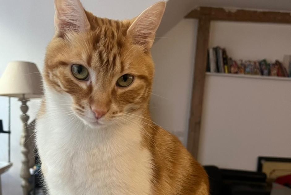 Alerte Disparition Chat Mâle , 3 ans Paris France