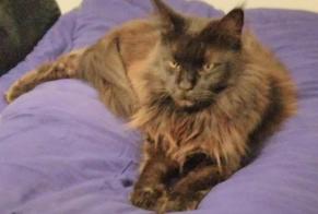 Alerte Disparition Chat  Femelle , 11 ans Le Beausset France