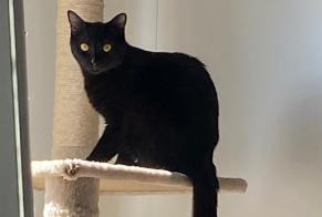 Alerte Disparition Chat Femelle , 2 ans Cheseaux-sur-Lausanne Suisse