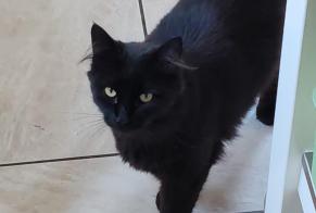 Alerte Disparition Chat  Mâle , 5 ans Écaussinnes Belgique