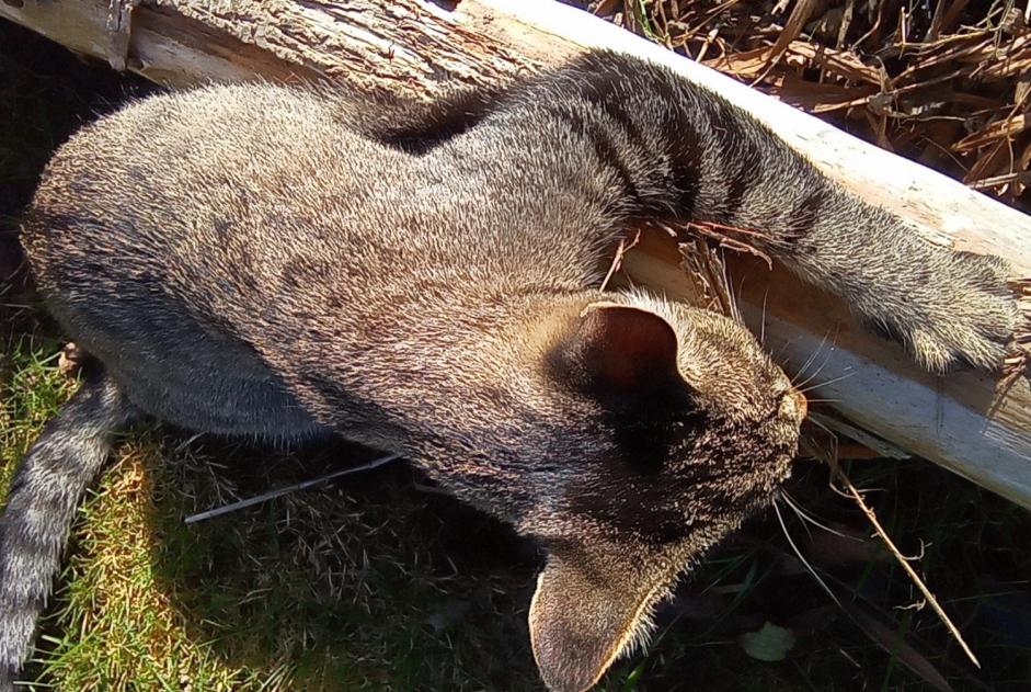 Alerte Disparition Chat croisement Mâle , 5 ans Trégueux France