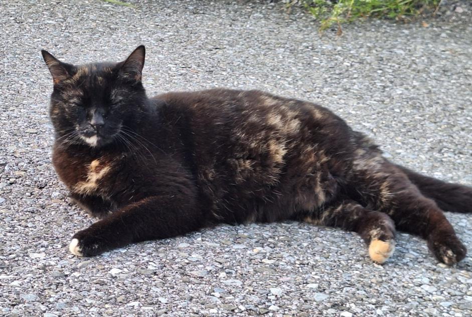 Alerte Disparition Chat Femelle , 7 ans Broc Suisse