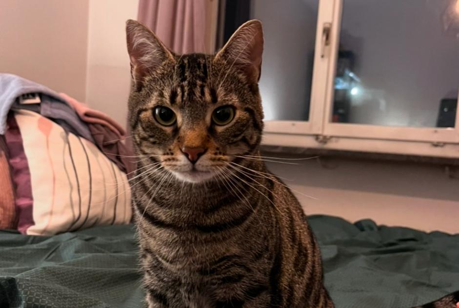 Alerte Disparition Chat  Mâle , 4 ans Villars-sur-Glâne Suisse