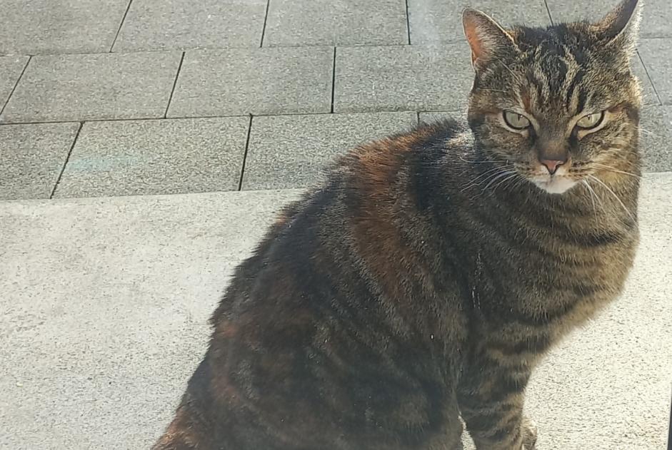 Alerte Découverte Chat croisement Femelle Romont Suisse