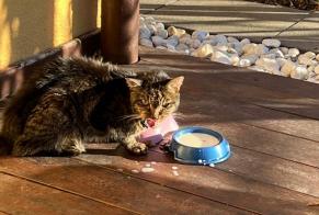 Alerte Découverte Chat Mâle Sion Suisse